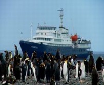 Sdpolarregion, Antarktika-Expeditionen - Pinguine vor dem Expeditionsschiff am Anlandeplatz