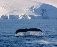 Südpolarregion, Antarktika-Expeditionen - Eine Walflosse ragt aus dem Wasser